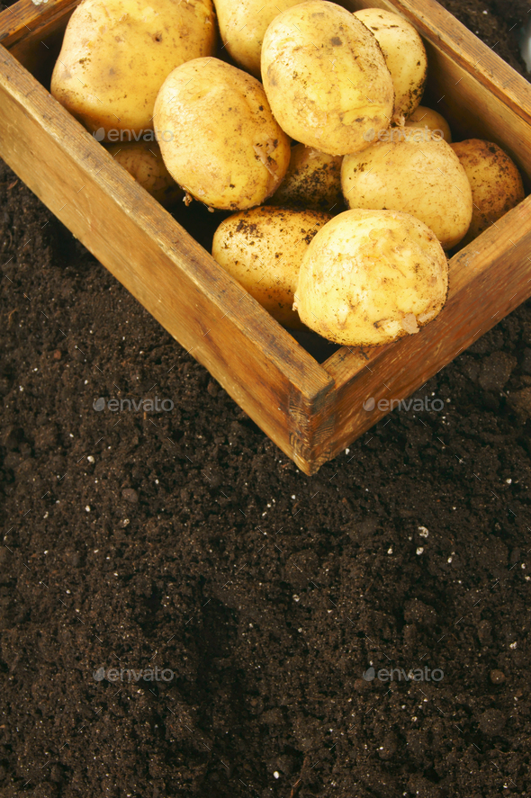 Harvesting. A fresh potato in old box on earth. Stock Photo by Artem_ka